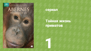 Тайная жизнь приматов 1 серия «Шимпанзе» (документальный сериал, 2009)