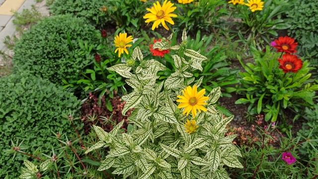 Что новенького цветёт на моей клумбе. смотреть онлайн