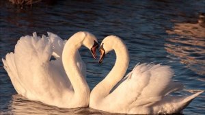 ЛЕБЕДИ💥(Старая песня)💥ДУШЕВНАЯ!💥💥💥