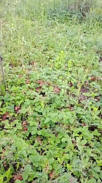 Земляника в июне!