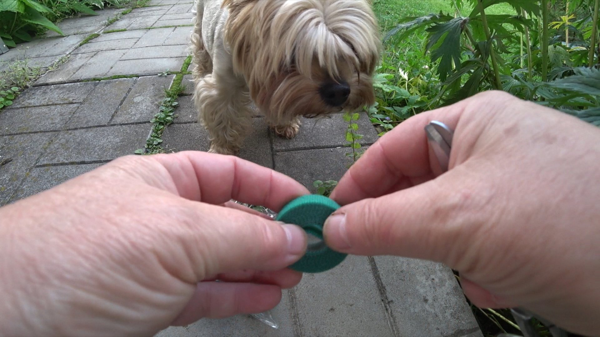 Сломала розу… значит возьмём на черенок. Жизнь на даче в Подмосковье. смотреть онлайн