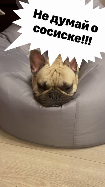 Милашка бульдог: Сила есть⚡️воля есть, силыволи нет смотреть онлайн