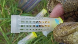 УЧИМСЯ ВЫВОДИТЬ ПЧЕЛОМАТОК, САЖАЕМ НЕПЛОДОК НА РАМКИ К ПЧЁЛАМ