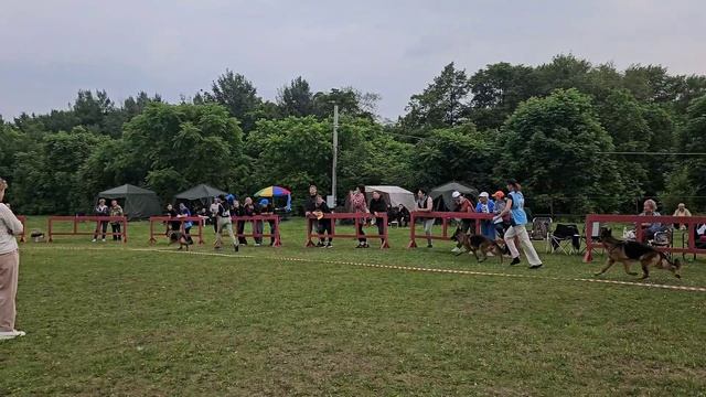 РАБОЧИЙ СУКИ / КЧК ХАБАРОВСК 13 июня`25 В.Киселева Моно немецких овчарок