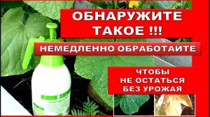 Увидите такое в теплице на огурцах, срочно обработайте от паутинного клеща!Паутинный клещ на огурцах