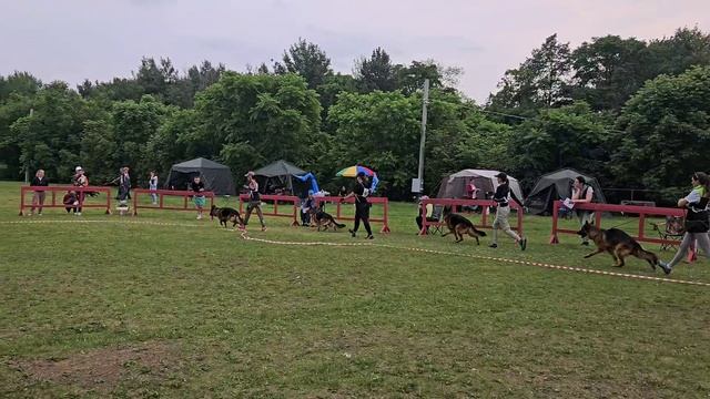 РАБОЧИЙ КОБЕЛИ / КЧК ХАБАРОВСК 13 июня`25 В.Киселева Моно немецких овчарок