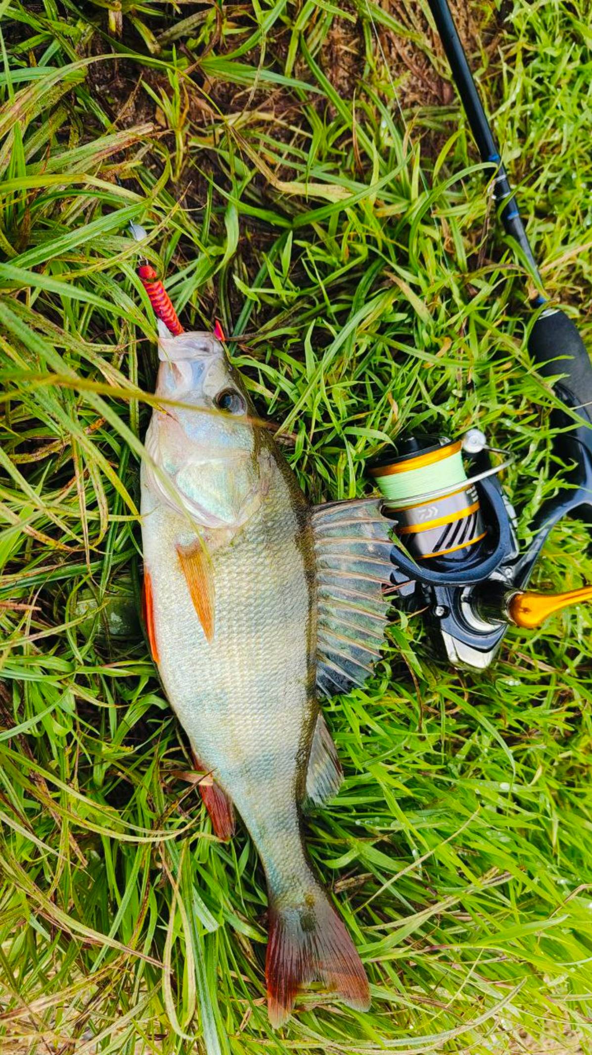 Ловим на микроджиг смотреть онлайн