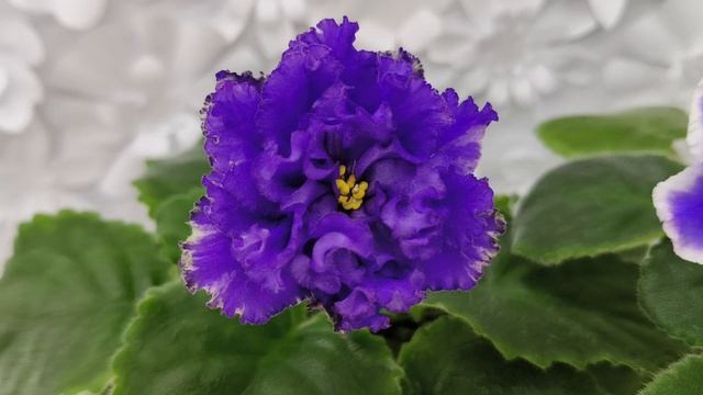 Фиалки РМ-Синий Бриллиант и РМ-Прекрасный Жемчуг спорт