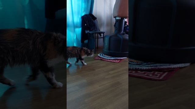 КОШКА ВЕРНУЛАСЬ ДОМОЙ / МЯУРИЦИО СНОВА ДОМА / 26. 06. 2025 смотреть онлайн