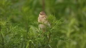 полевой жаворонок птица, как поет жаворонок, песня жаворонока на лету и в поле, кормежка в заморозки