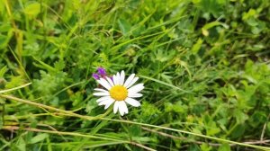 Краски лета. Ромашки. Крохотные солнышки с белыми лепестками. Июнь 2025