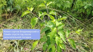 Кизил сортов Владимирский и Семён спустя год после окончательной посадки, Нижегородская область