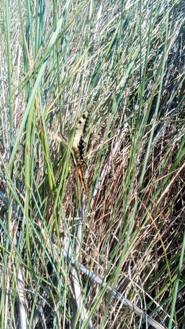 Спаривание махаонов. смотреть онлайн