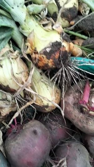 Урожай на Кубани