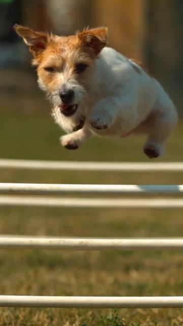 Пёс, бег с препятствиями смотреть онлайн