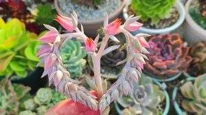 Укоренение цветоносов суккулентов. Часть 1