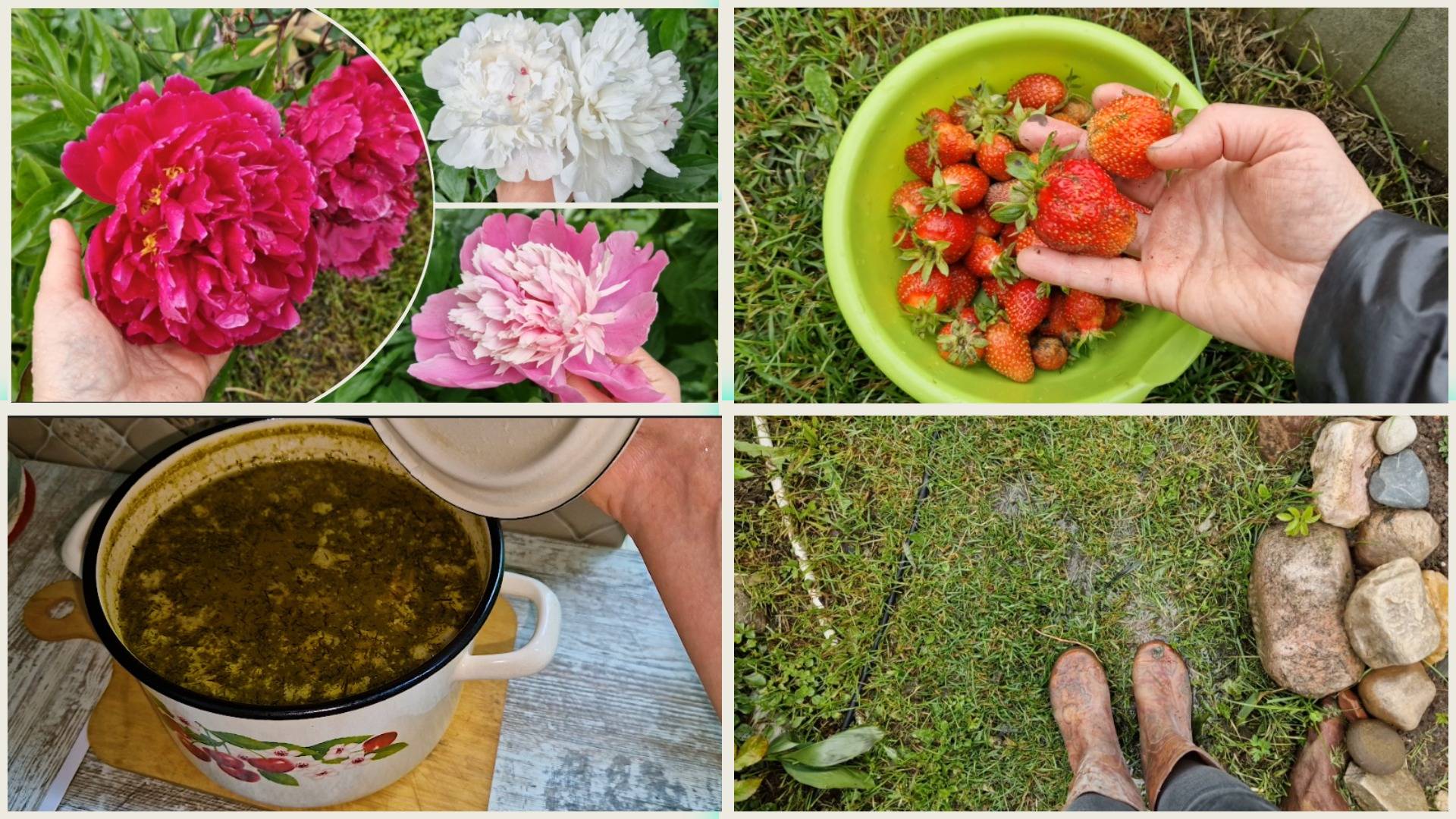 Заливает дождями! УРОЖАЙНАЯ КЛУБНИКА. Мои ПИОНЫ. смотреть онлайн