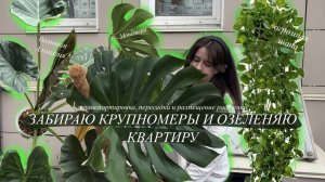 Забрала большие Растения для дома | перевожу, пересаживаю, размещаю