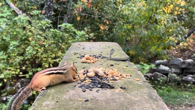 Фильм для кошек | природа | белки и птицы