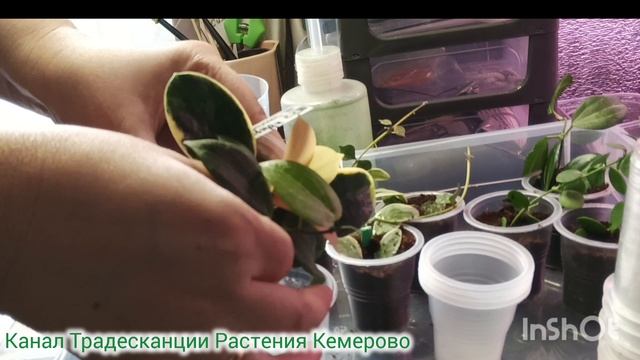 Посадка хой и дисхидий. Грунт для укоренения хой смотреть онлайн
