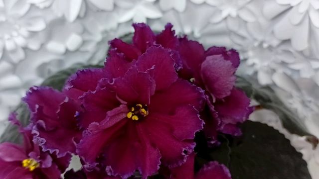 Фиалка ПТ-Мерло