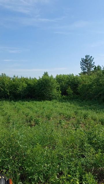 скоро зацветёт.mp4