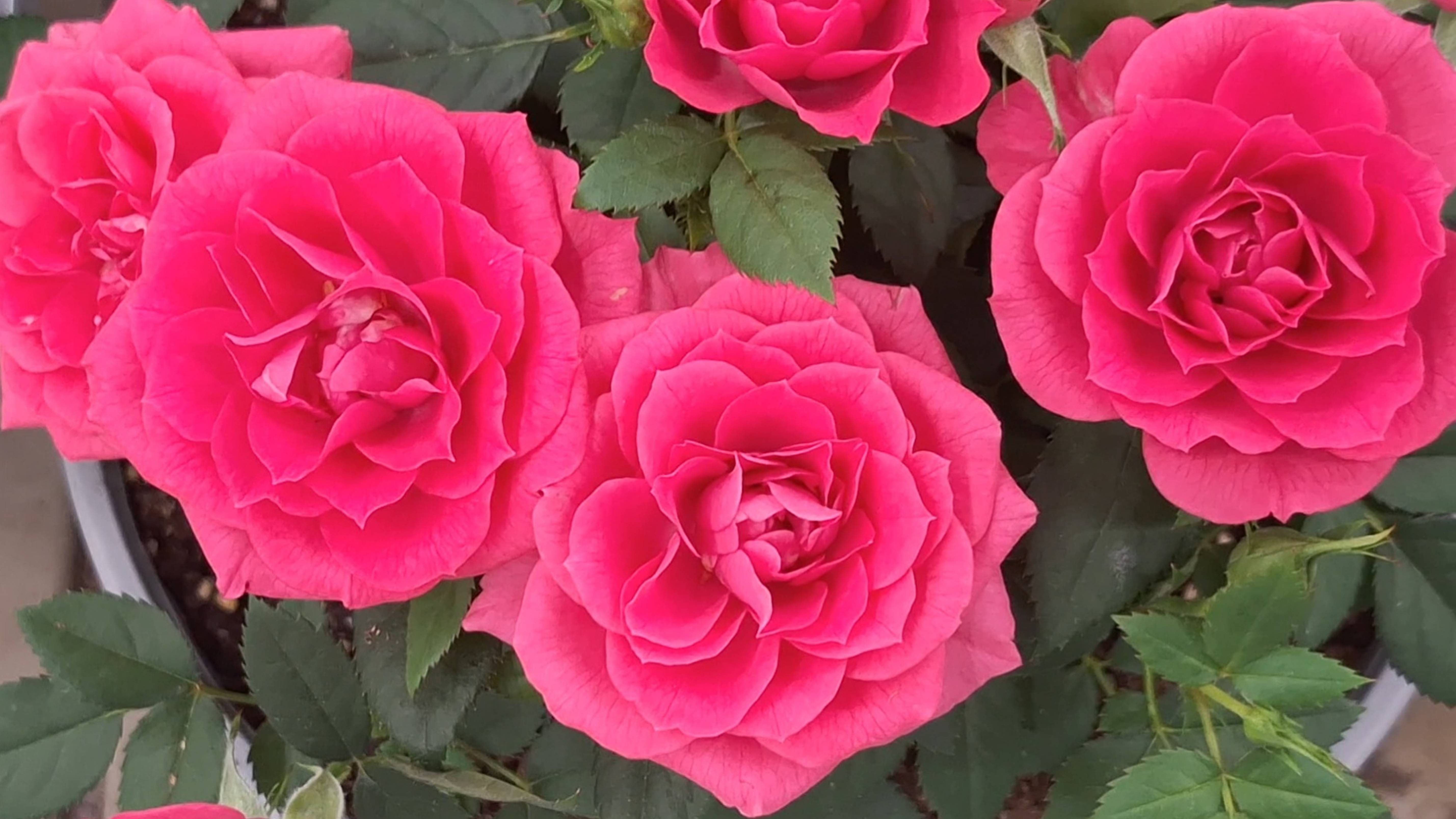 Обзор растений из Лемана Про смотреть онлайн