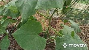 РЕДИС И ОГУРЦЫ В КОНЦЕ ИЮНЯ 2025