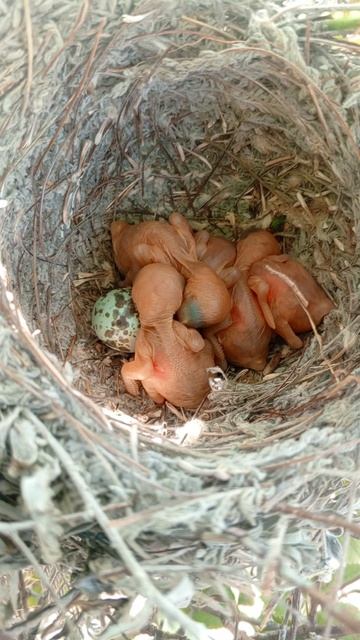 Гнездо чернолобого сорокопута. смотреть онлайн
