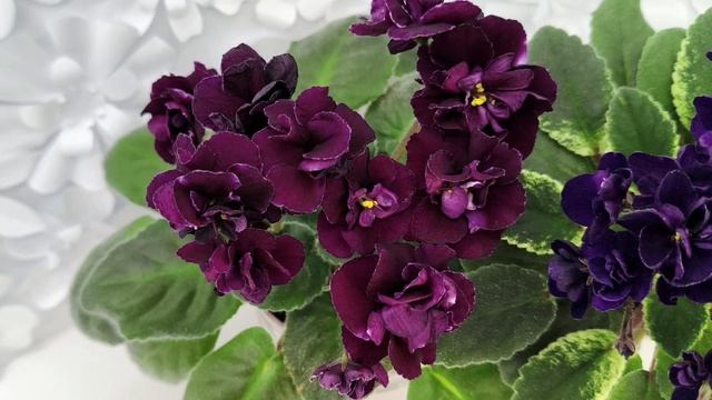 Фиалки ЛЕ-Мия и Mac's Black Uhuru