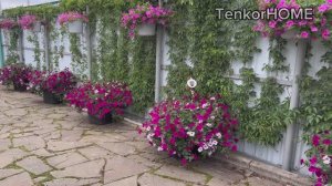 Цветение петуний в июне 2025г!