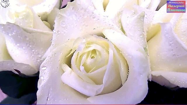 Виктор Королев и Ирина Круг - Букет из белых роз смотреть онлайн