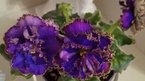 Онлайн Магазин Фиалок. Фиалки у Алисы 💖.