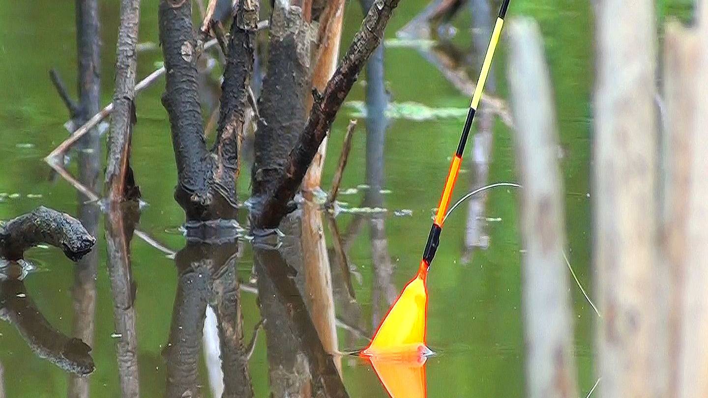 ЗОЛОТЫЕ КАРАСИ В МАЛЕНЬКОЙ ЛУЖЕ!!! ТАКОГО НИКТО НЕ ОЖИДАЛ