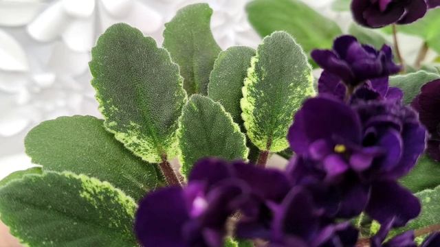 Фиалки ЛЕ-Мия и Mac's Black Uhuru