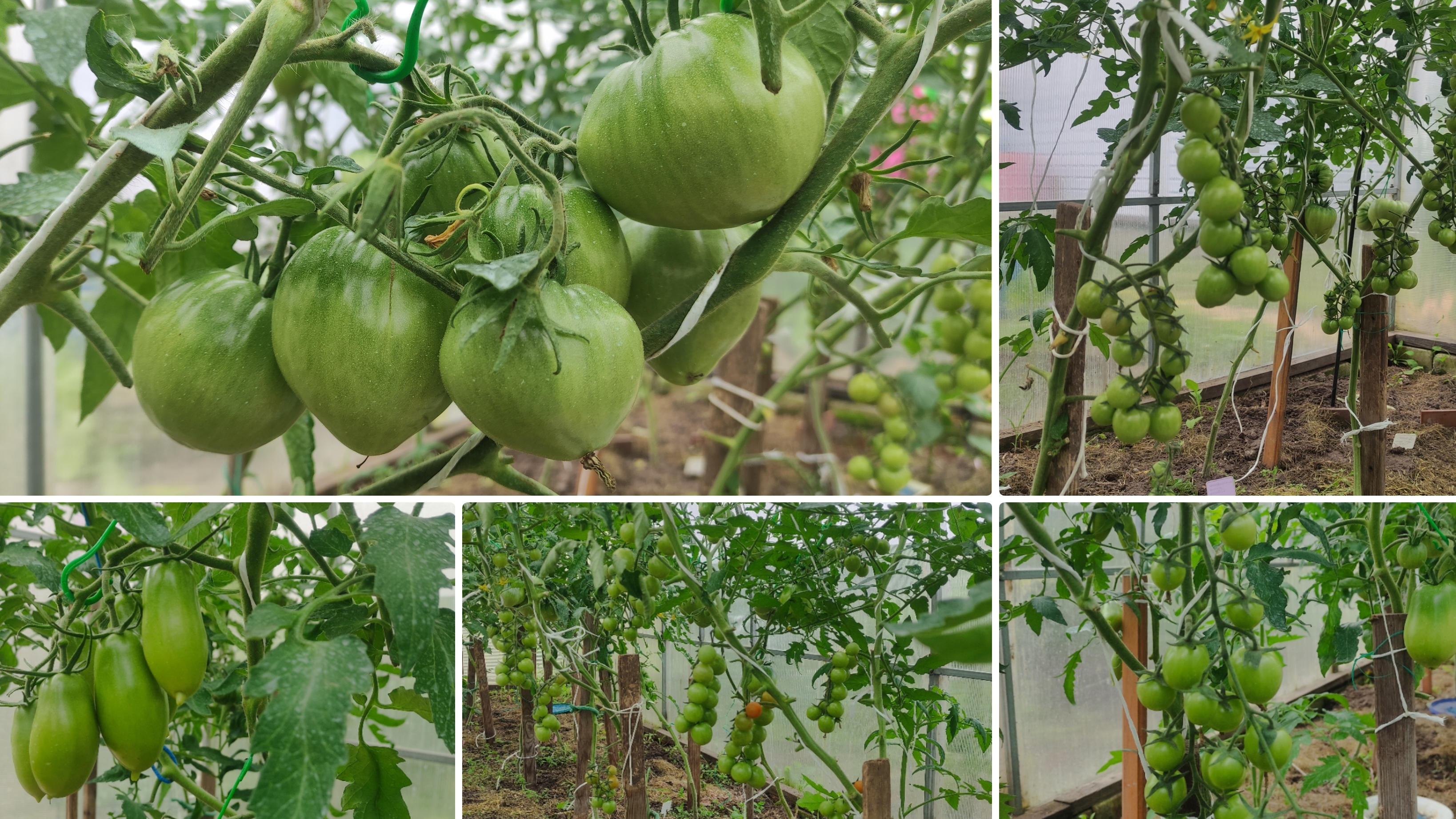 Сорта томатов в моей теплице.Томаты высаженные 12 апреля в неотапливаемую теплицу.Огород на 25 июня. смотреть онлайн