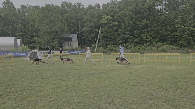 МОЛОДЫЕ СУКИ / КЧК ХАБАРОВСК 13 июня`25 В.Киселева Моно немецких овчарок