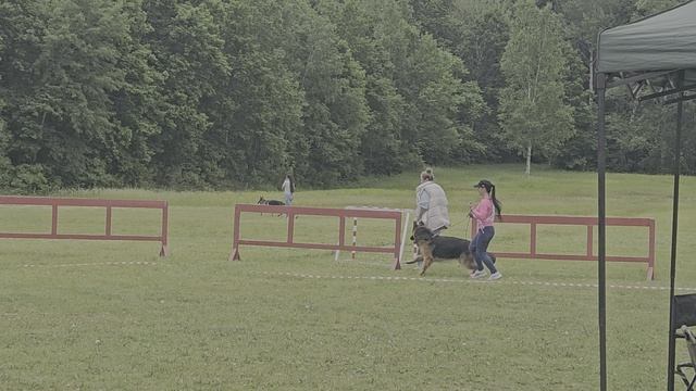 ПОДРОСТКИ КОБЕЛИ ДШ / КЧК ХАБАРОВСК 13 июня`25 В.Киселева Моно немецких овчарок