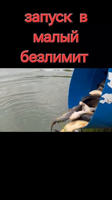 запуск карпа смотреть онлайн