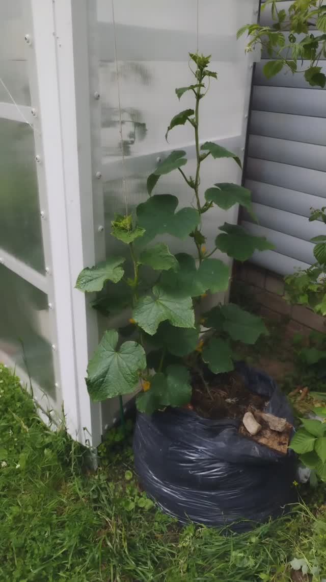 Что происходит в теплице? Поставили вентилятор. Кроты пришли в гости. ((