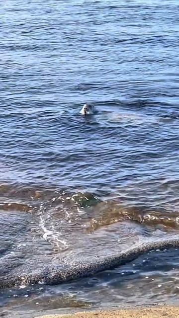 🌳❤️🇷🇺 смотреть онлайн