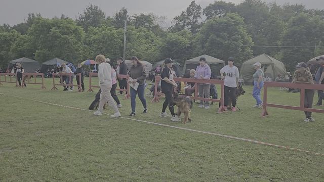 МОЛОДЫЕ СУКИ ДШ / КЧК ХАБАРОВСК 13 июня`25 В.Киселева Моно немецких овчарок