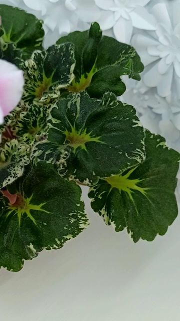 Фиалка Р-Дурман Сладкий