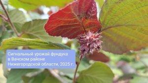 Сигнальный урожай фундука в Вачском районе Нижегородской области, 2025 год