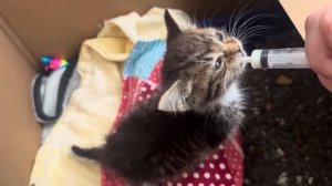 Деревенская жизнь — это когда надо ВСЁ сделать, но не успеваешь ничего