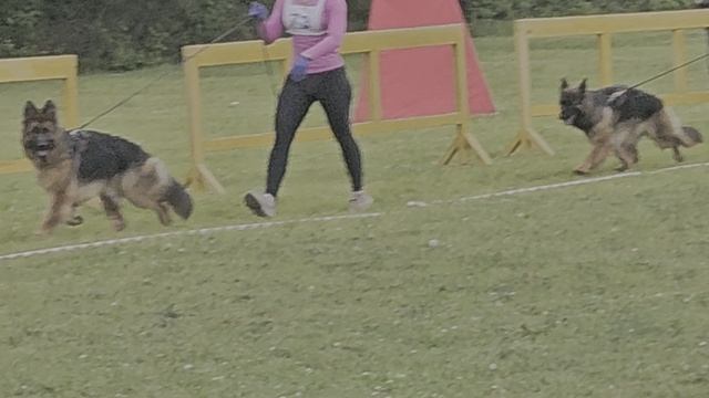 ЮНИОРЫ СУКИ ДШ / КЧК ХАБАРОВСК 13 июня`25 В.Киселева Моно немецких овчарок