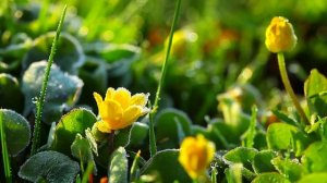 Цветы, цветочный рай, музыка для отдыха, сна и релакса