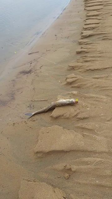 Первый пошёл!🐋🦈