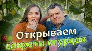 Когда сажали эти огурцы ДАЖЕ НЕ ДУМАЛИ