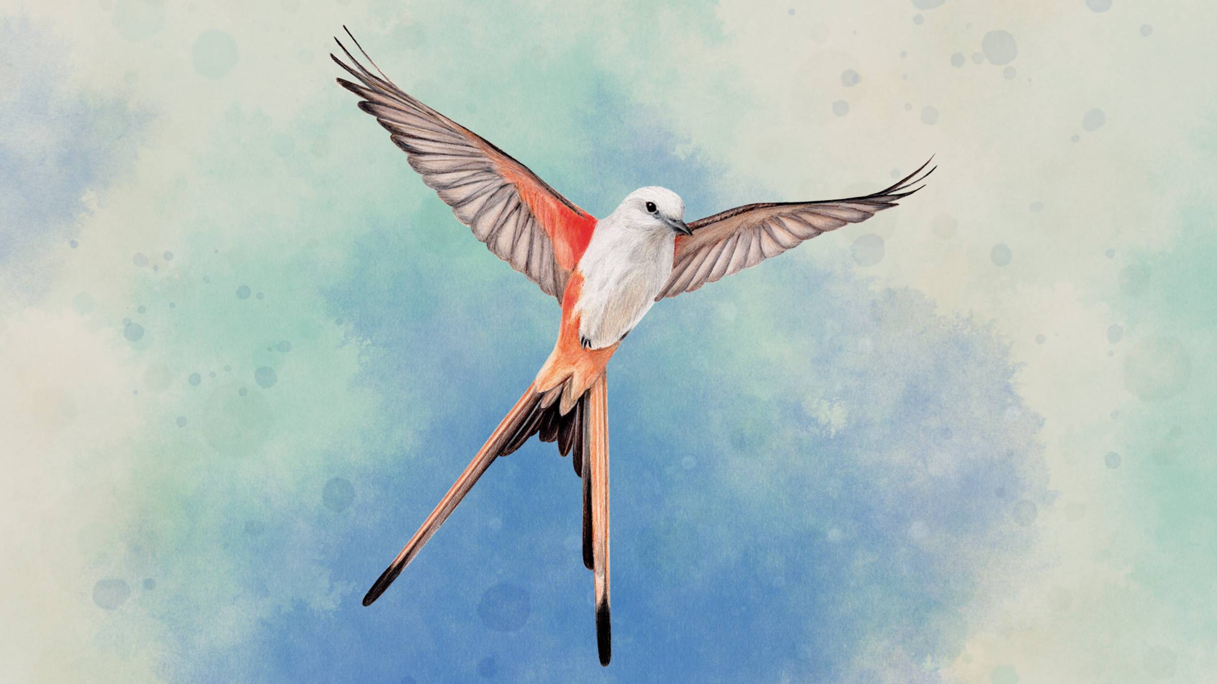 Wingspan - режим Дуэт